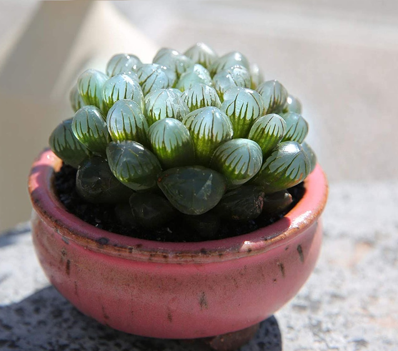 haworthia cooperi