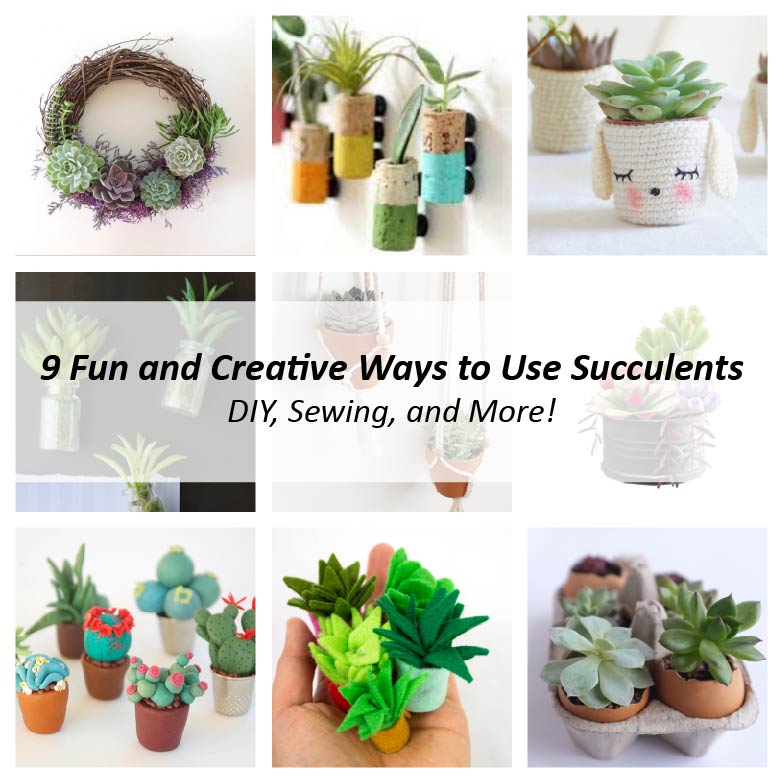 Article image saying 9 Fun and Creative Ways to Use Succulents. DIY, Sewing, and More!
