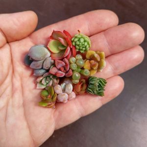 mini succulents