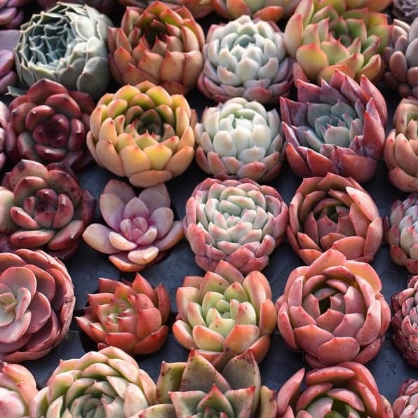 images of succulents
