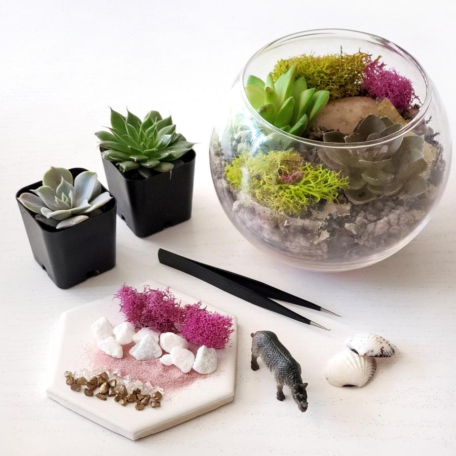 Succulent terrarium kit
